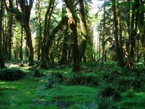 Quinault Rain Forest